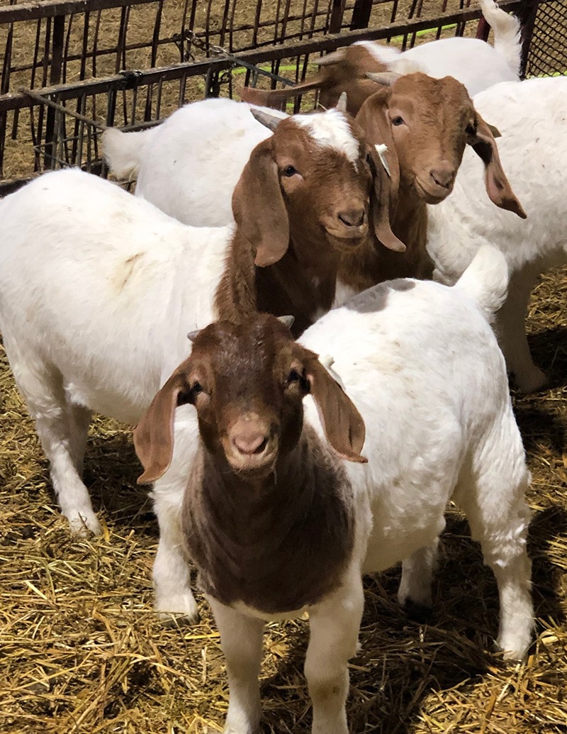 Out of Season - Boer Goats - Windrush Farms