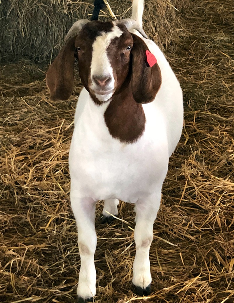 Boar Goat Breeding at Windrush Farms