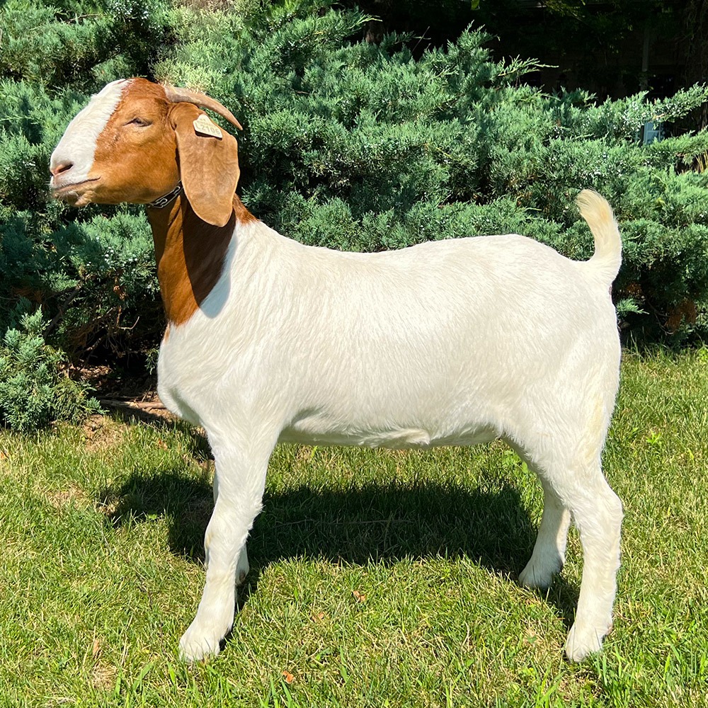 Windrush Ex Bird Boer Goat Doe for Sale